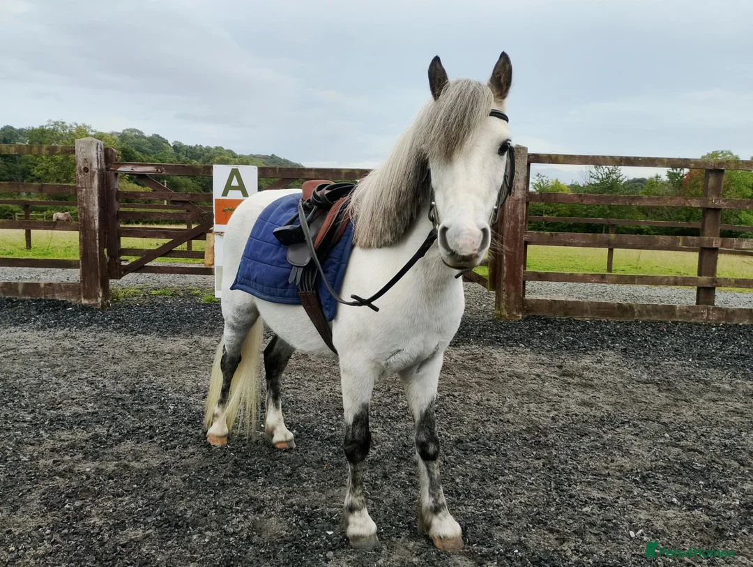 Welsh Section A horses for sale: Welsh A, gelding  in Wrexham - Advert 1