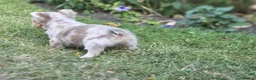 French Bulldog dogs for sale: 4 Stunning Full Fluffy Frenchie Pups - Advert 15