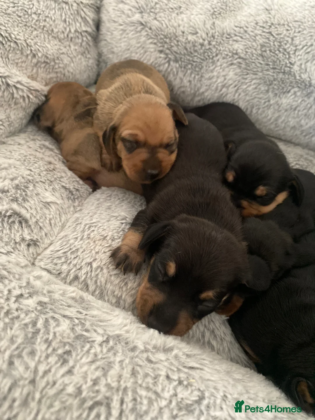 Miniature Dachshund dogs for sale: Miniature dashunds  - Advert 2