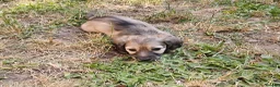 Miniature Dachshund dogs for sale: Longhaired Miniature daschund puppies 🐶  - Advert 2