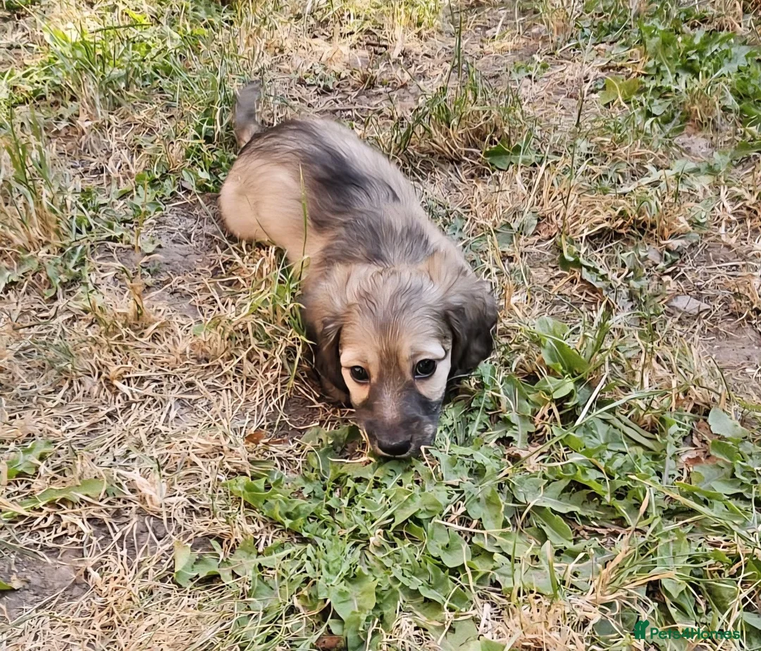 Miniature Dachshund dogs for sale: Longhaired Miniature daschund puppies 🐶  - Advert 2