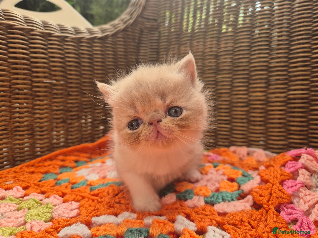 Exotic cats for sale: 🏆Champion sired exotic and Persian kittens 😸 ♥️  - Image 12