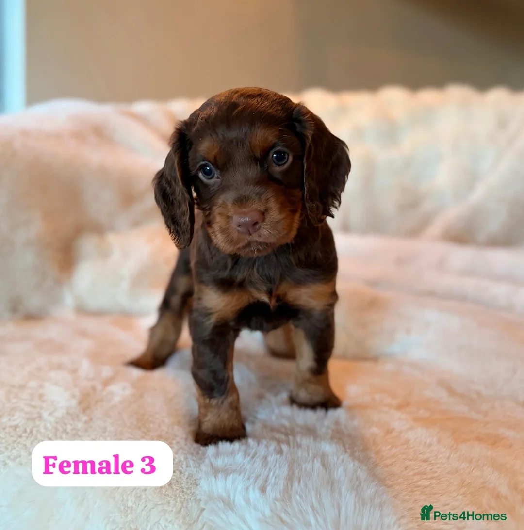 Cocker Spaniel dogs for sale: BEAUTIFUL KC REG CHOC-TAN COCKER SPANIEL PUPS - Advert 2