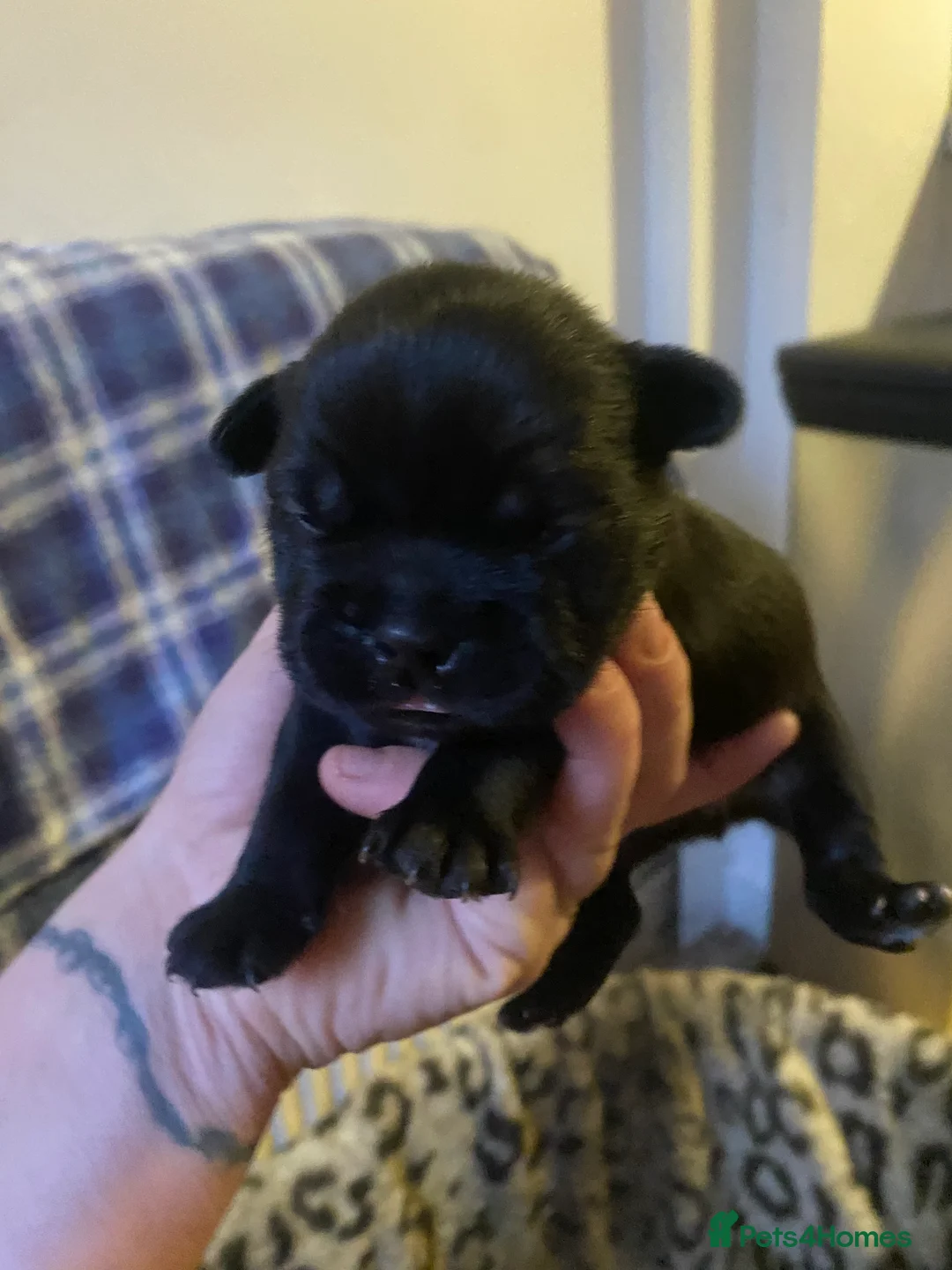 Mixed Breed dogs for sale: 3 puppy’s left  - Advert 8