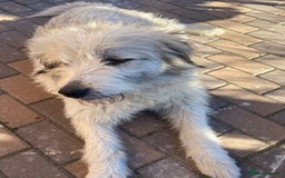 Mixed Breed dogs for adoption: Meet VICTOR - a superb big boy, for a Loving Home - Image 9