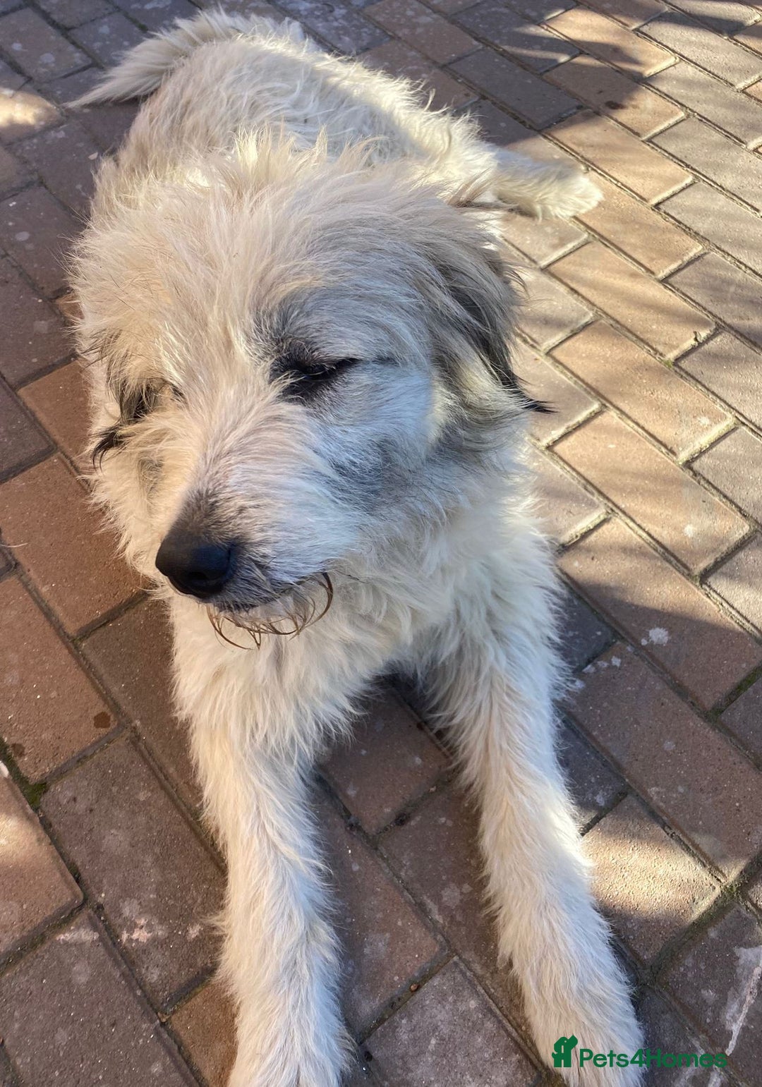 Mixed Breed dogs for adoption: Meet VICTOR - a superb big boy, for a Loving Home - Image 9