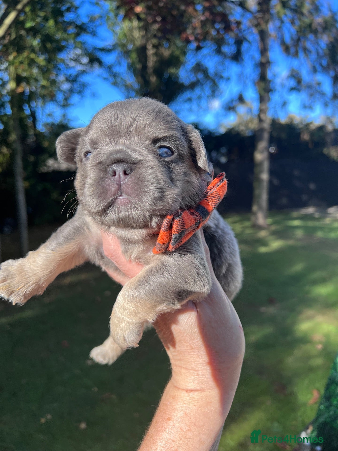 French Bulldog dogs BEAUTIFUL FLUFFY FRENCH BULLDOG PUPPIES - Advert 1