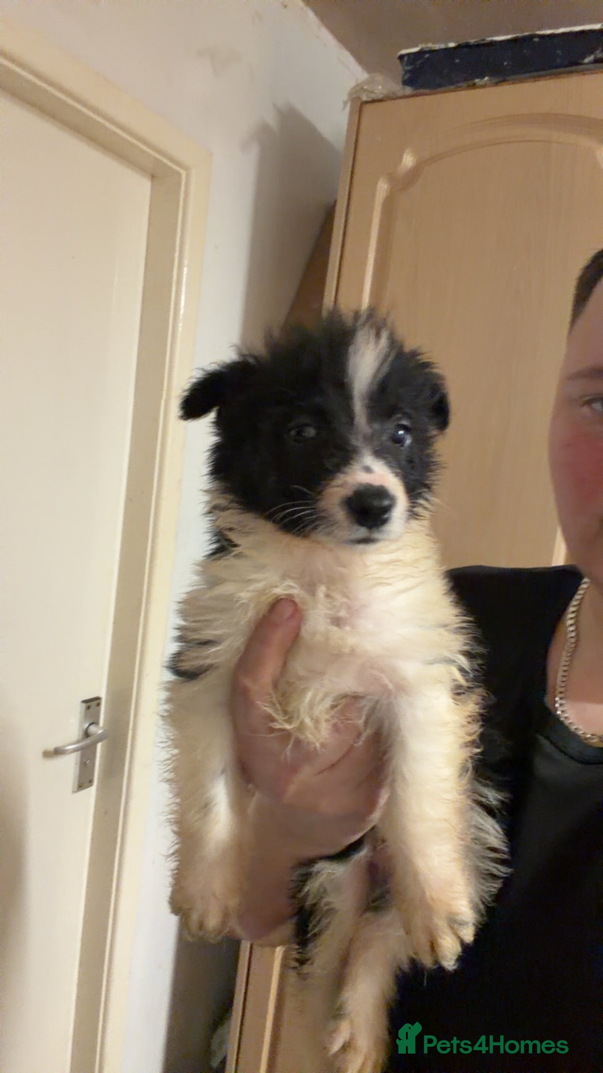 Border Collie dogs 10 amazing puppies 1 boys left !!  - Advert 4