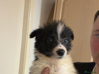 Border Collie dogs 10 amazing puppies 1 boys left !! - Advert 4
