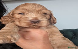 Cocker Spaniel dogs for sale: 🐾pedigree Show cocker spaniel🐾 - Image 16