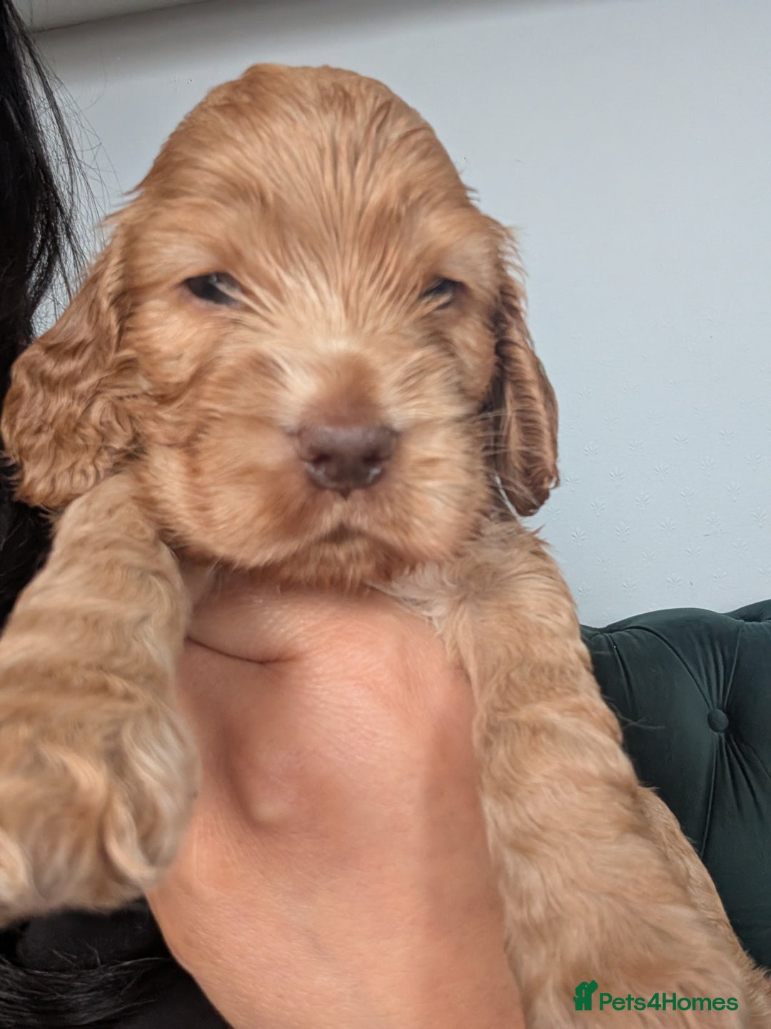 Cocker Spaniel dogs for sale: 🐾pedigree Show cocker spaniel🐾 - Image 16