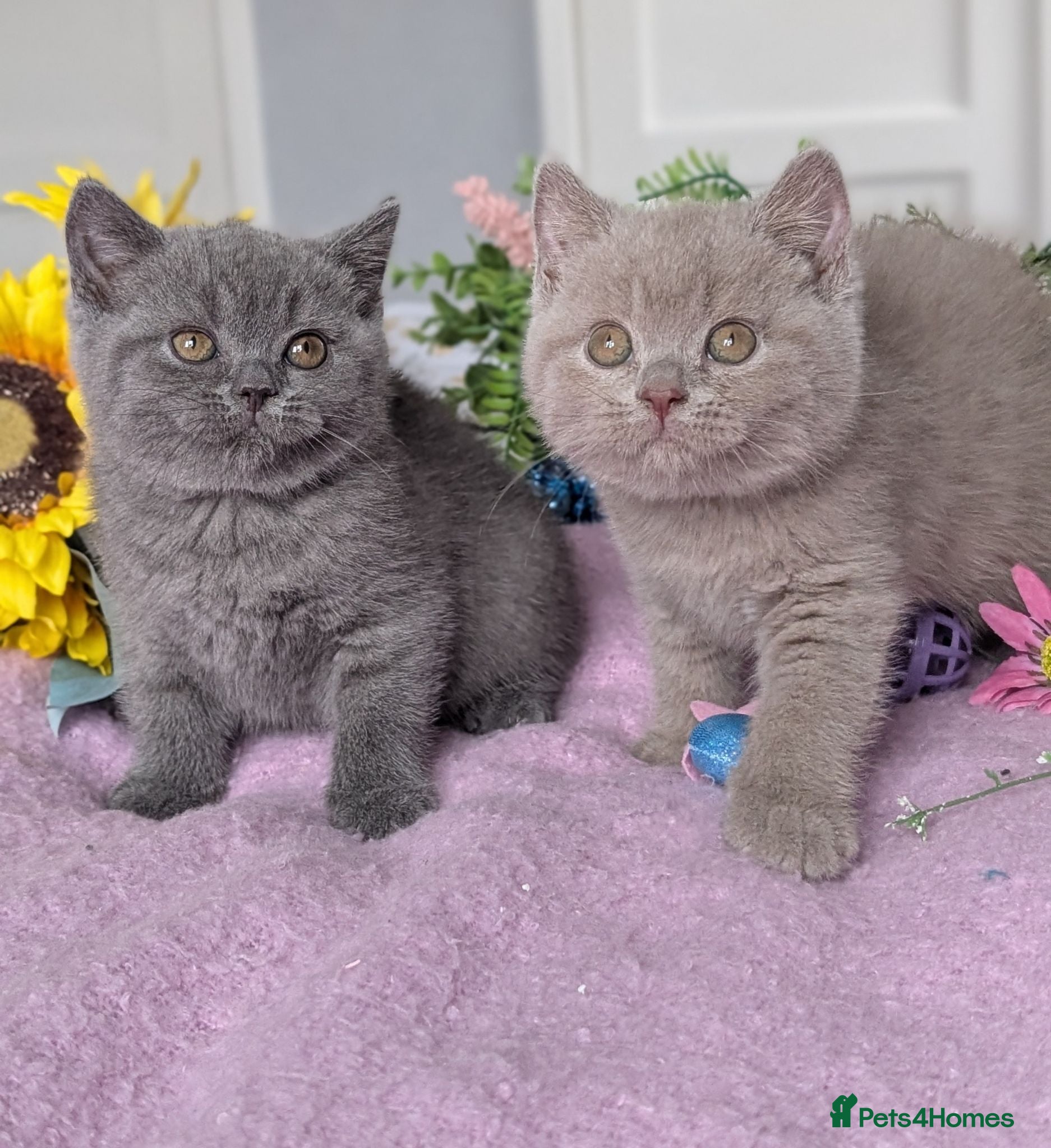 British Shorthair cats GCCF REGISTERED OUTSTANDING BRITISH SHORTHAIR  - Advert 1