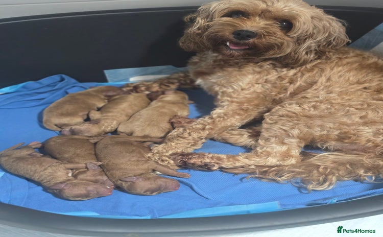 Cavapoo dogs - Advert 13