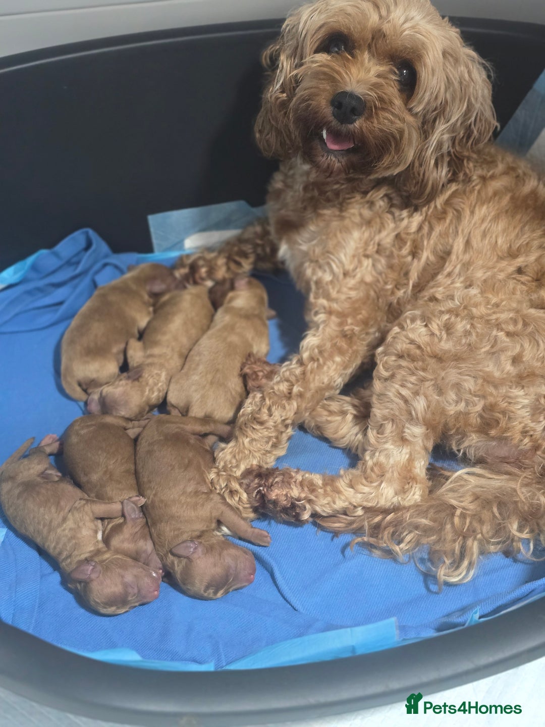 Cavapoo dogs for sale: Miniature F1B Cavapoo puppies 1 Left - Image 10