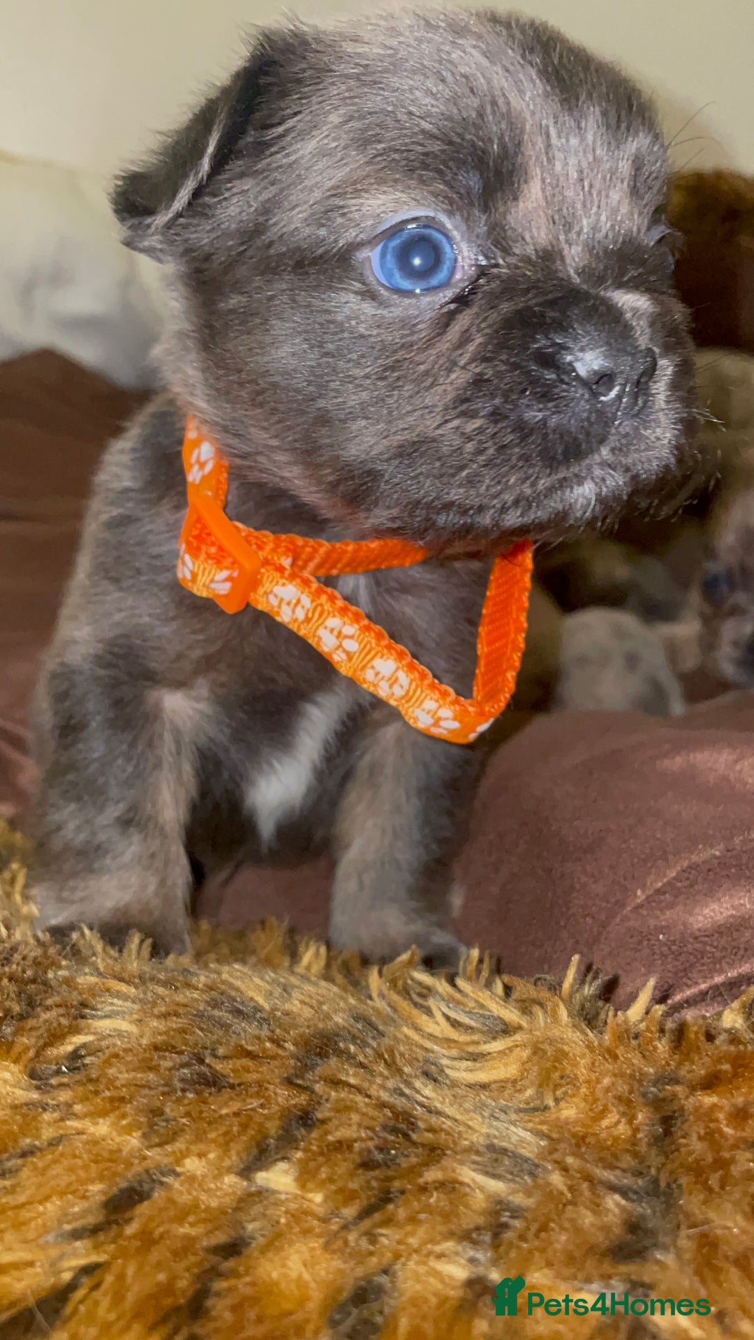 French Bulldog dogs for sale: 8 perfect fluffy visual French bulldogs dwkc reg - Advert 12