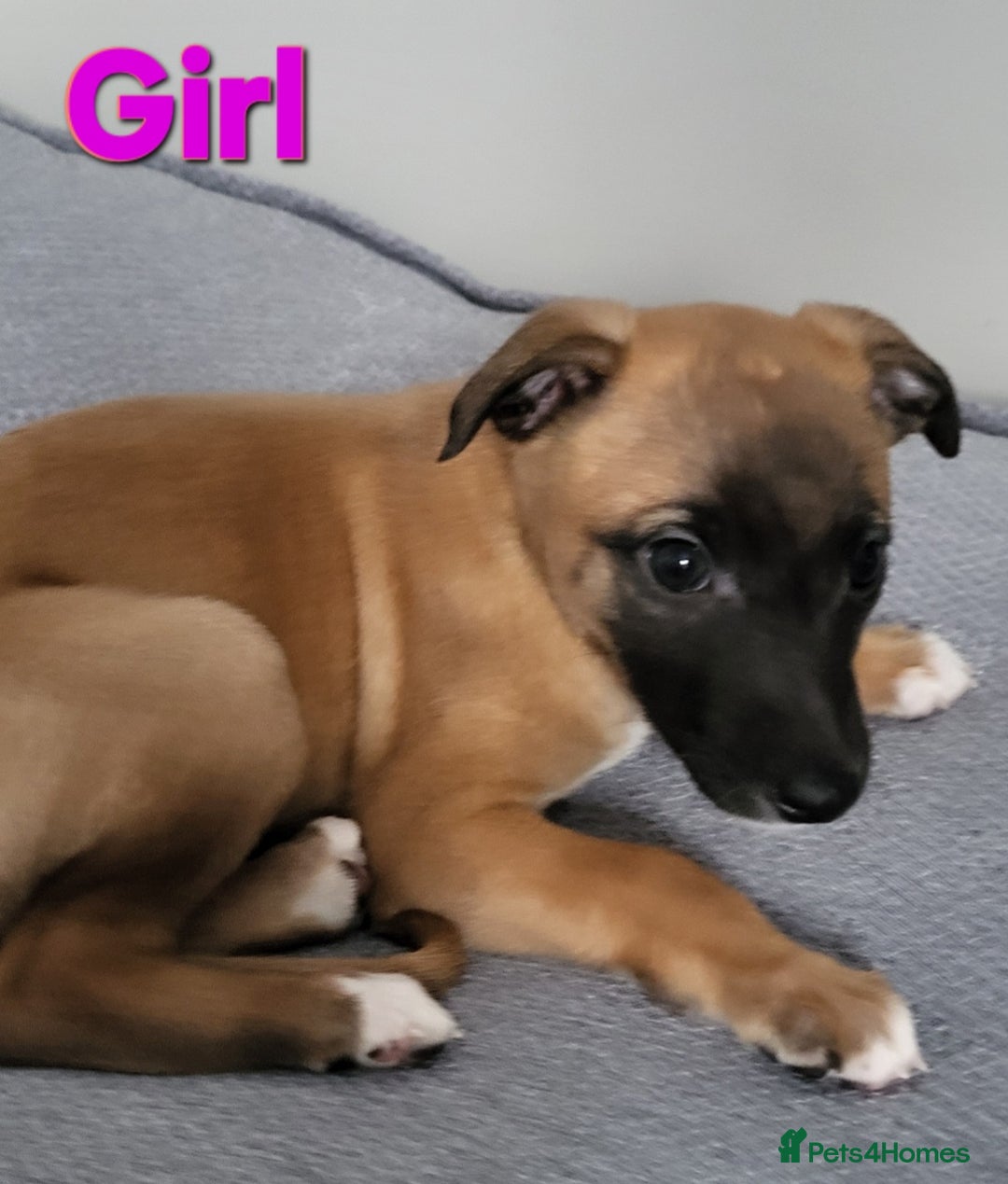 Whippet dogs for sale: These Adorable pups are needing a forever home. - Advert 34