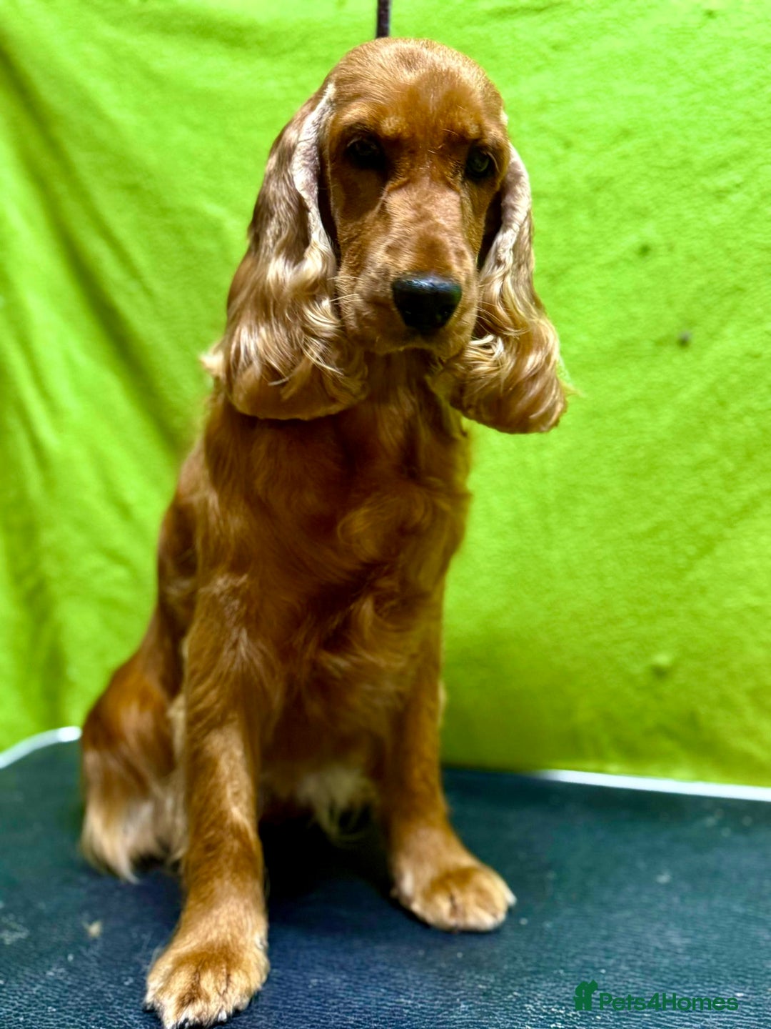 Cocker Spaniel dogs for adoption: Hazel’s Story: Left Behind, Fighting to Survive - Image 12