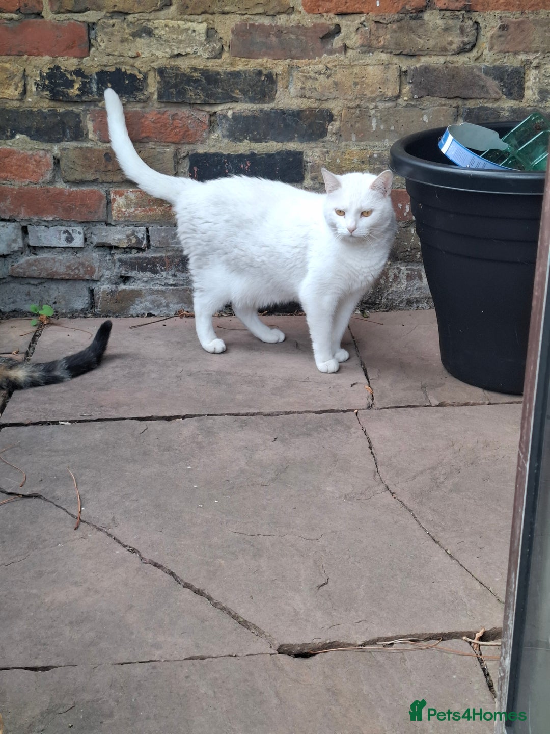 Domestic Shorthair cats for sale: Two 3 year old cats for sale - Image 6