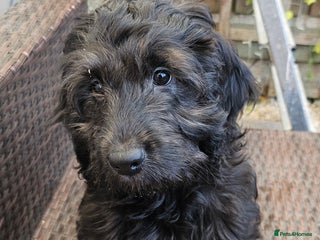 Cockapoo dogs Last Black Male Cockapoo Pup Remaining - Advert 6