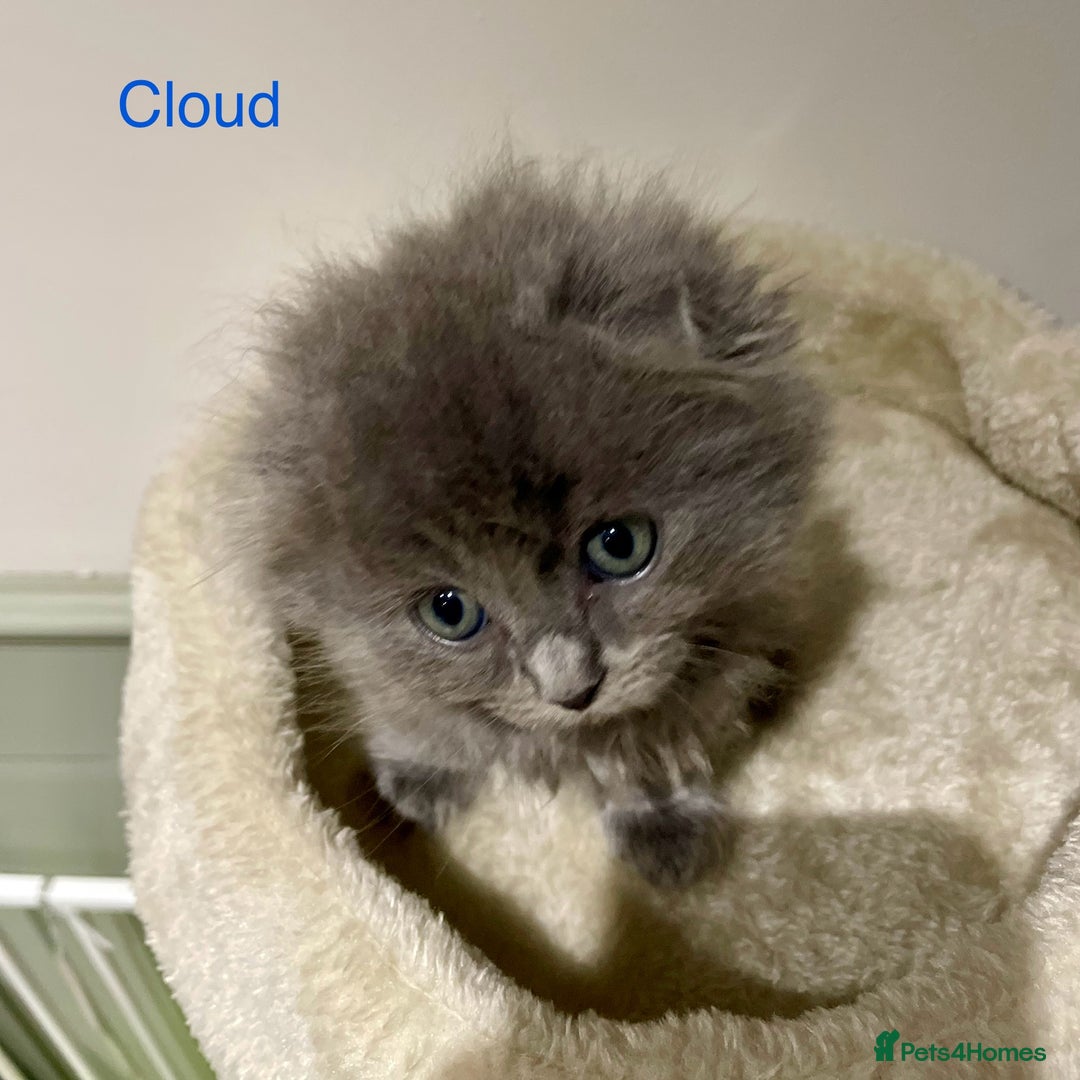 Ragdoll cats for sale: Exquisite, truly unique Ragdolls & Ragfold kittens - Advert 27