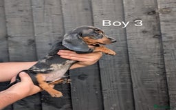 Miniature Dachshund dogs for sale: Mini dachshund puppies - Image 11