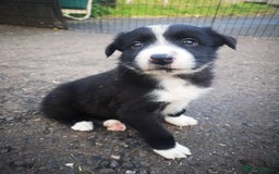 Border Collie dogs for sale: Beautiful Fluffy Collie Puppies  - Image 39