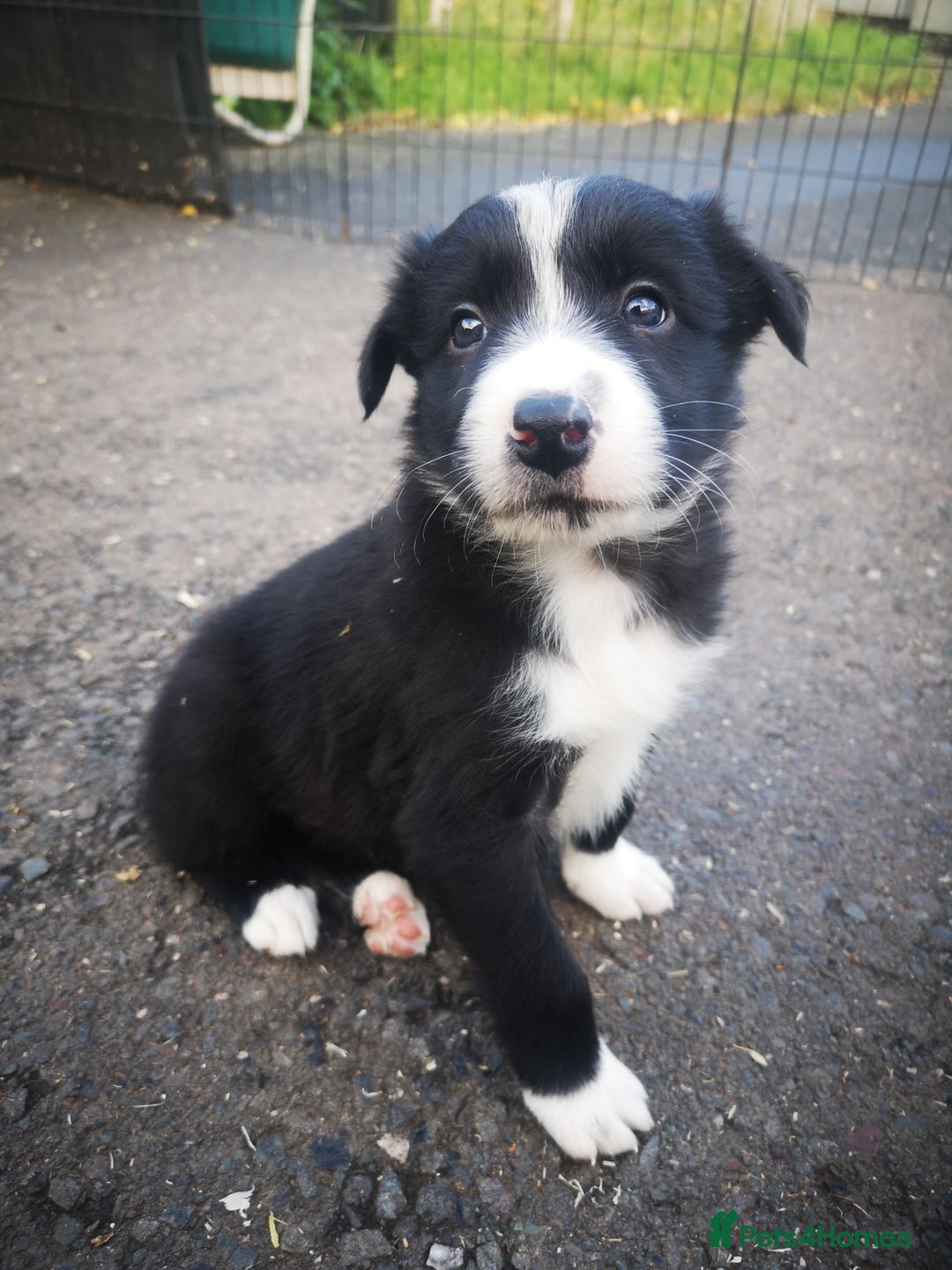 Border Collie dogs for sale: Beautiful Fluffy Collie Puppies  - Image 39