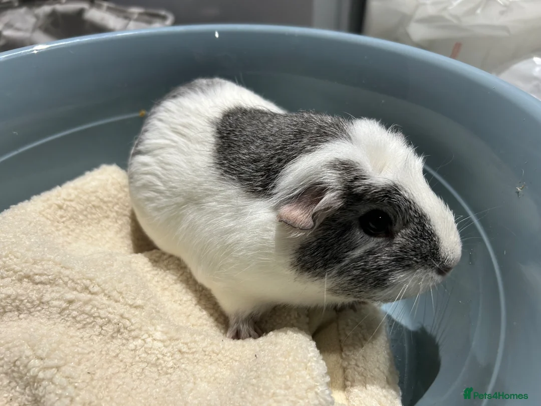 Guinea Pig rodents for sale: Guinea pigs free to good home  - Advert 3