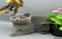 British Shorthair cats for sale: British Shorthair Girls Ready for Forever Homes - Image 7