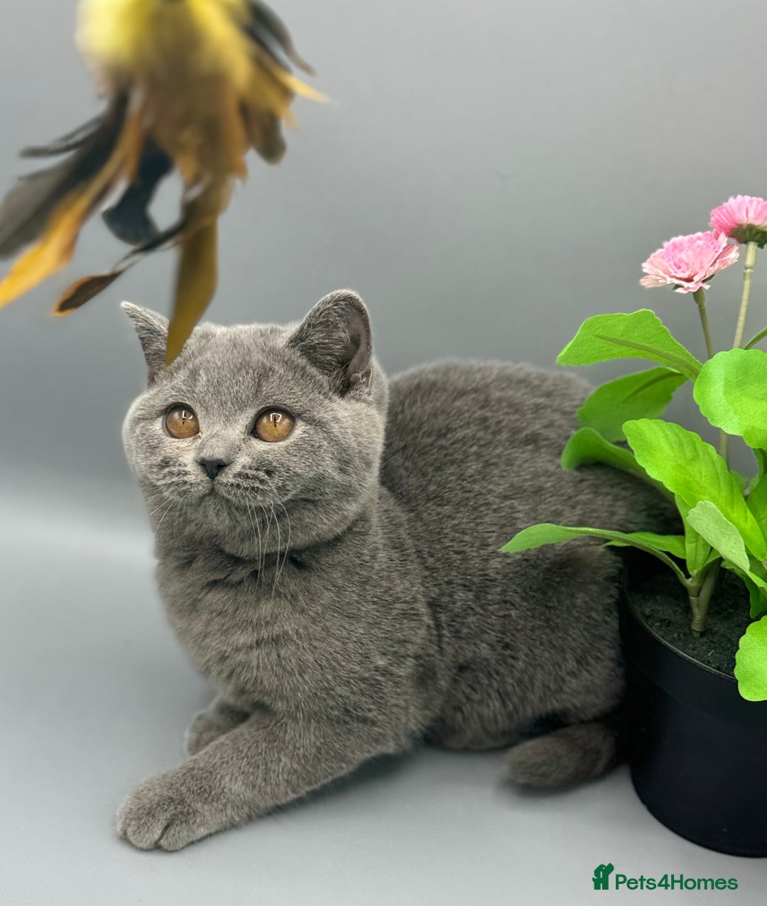 British Shorthair cats for sale: British Shorthair Girls Ready for Forever Homes - Image 7