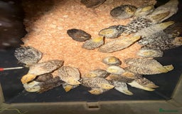 Quail poultry for sale: Point of Lay Coturnix quail - Image 2