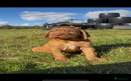 Hungarian Vizsla dogs for sale: Wirehaired Vizsla’s - Image 10