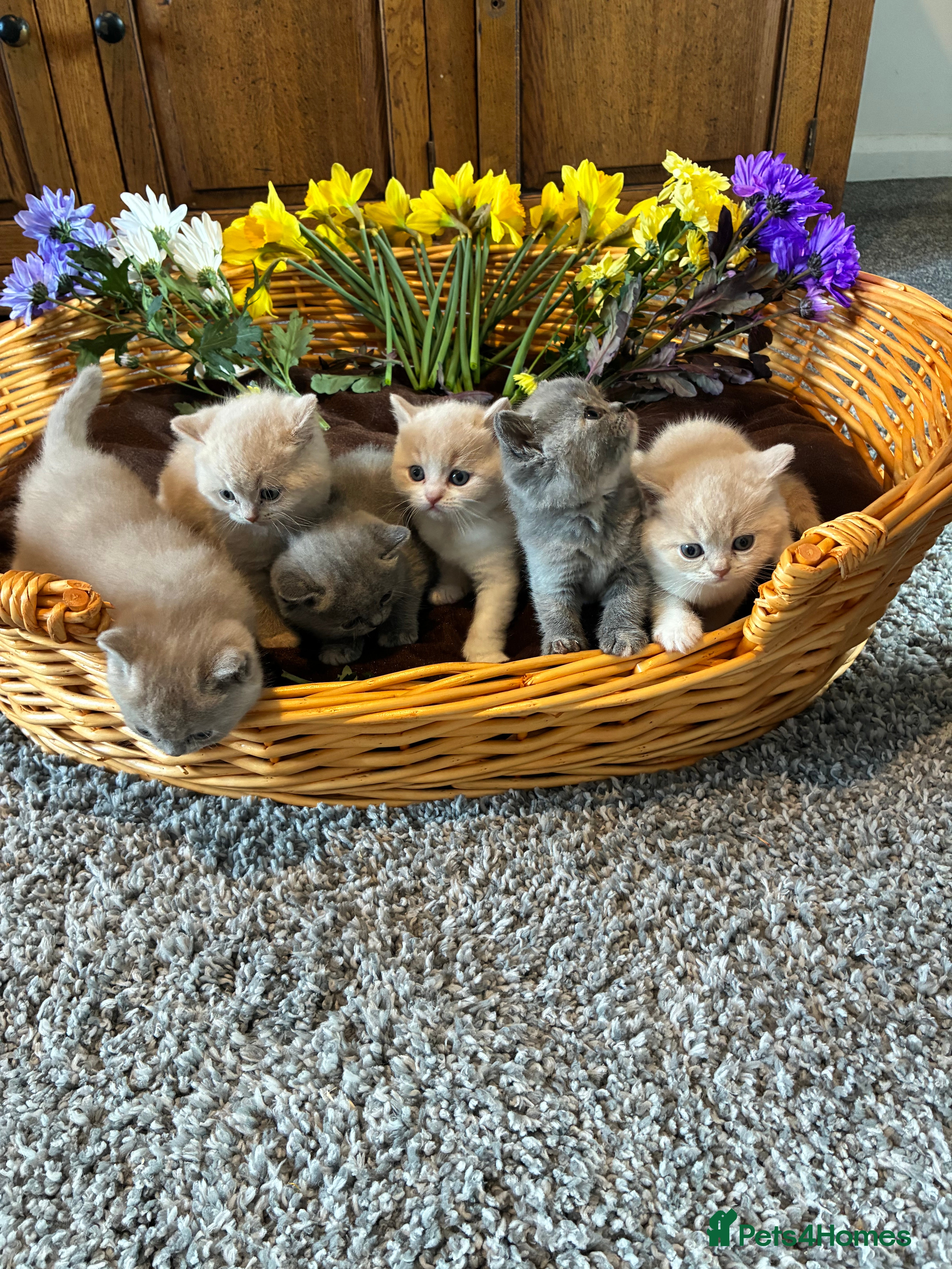 British Shorthair cats 6 Stunning TICA Reg British Shorthairs - Advert 1