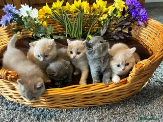 British Shorthair cats 6 Stunning TICA Reg British Shorthairs - Advert 1