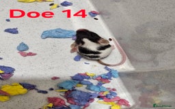 Mouse rodents for sale: Fancy Mice  - Image 10