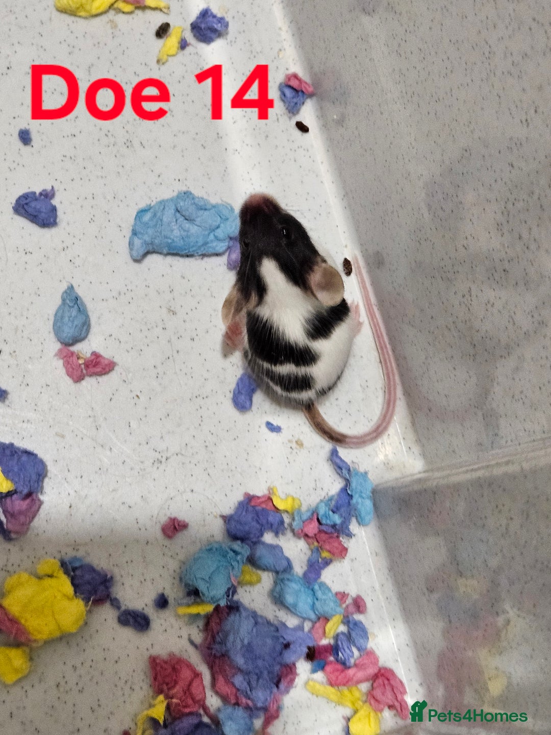 Mouse rodents for sale: Fancy Mice  - Image 10