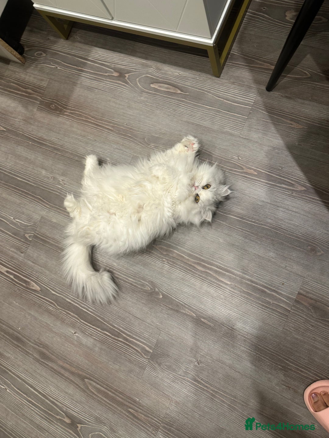 Persian cats for sale: Beautiful Persian girl - Advert 4