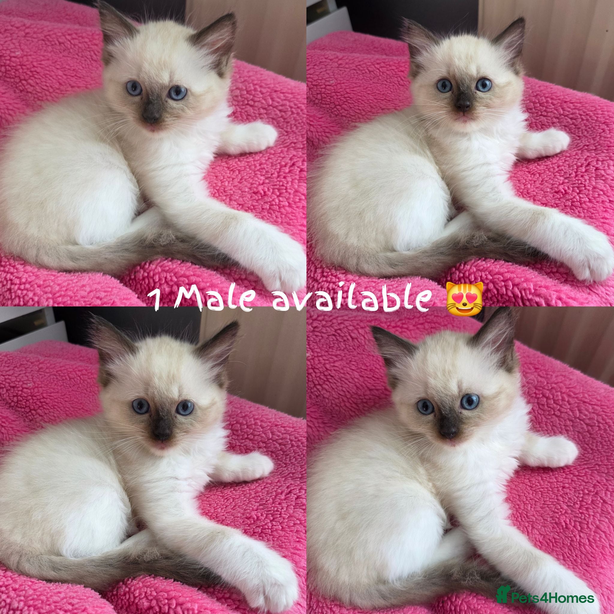 Ragdoll cats Pure Ragdolls kittens, 1 male available 💎🐯😺 - Advert 1