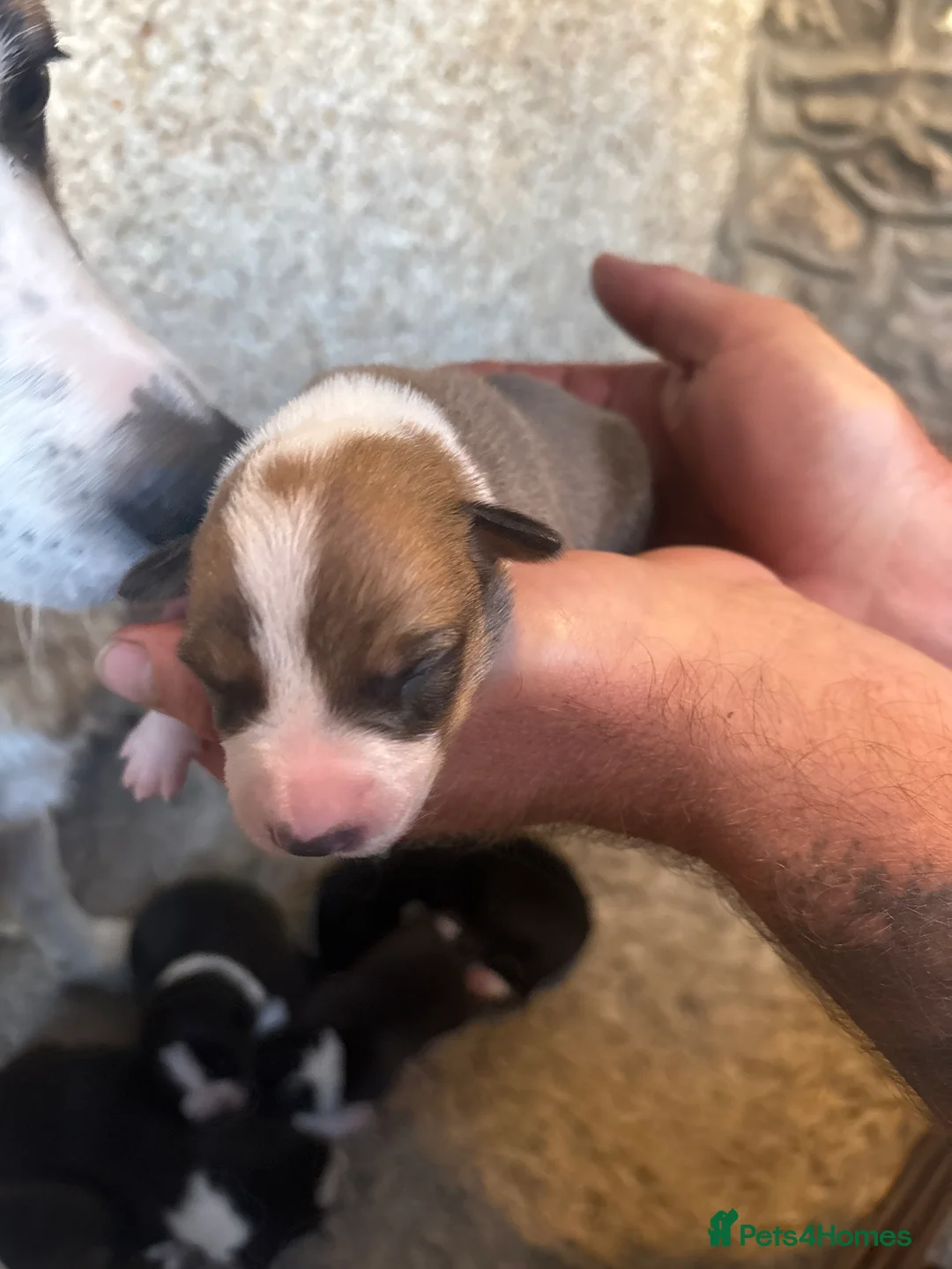 Mixed Breed dogs for sale: Collie  in Caernarfon - Advert 2