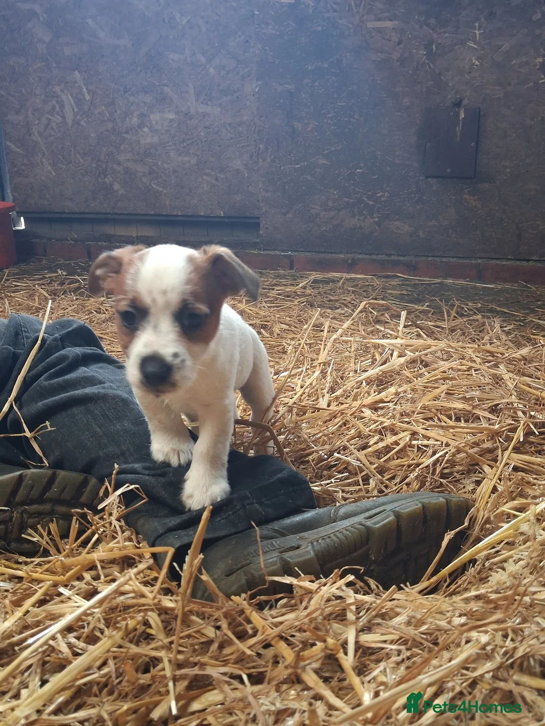 Jack Russell dogs for sale: Ideal working or family Jack russel pups in Northampton - Advert 2