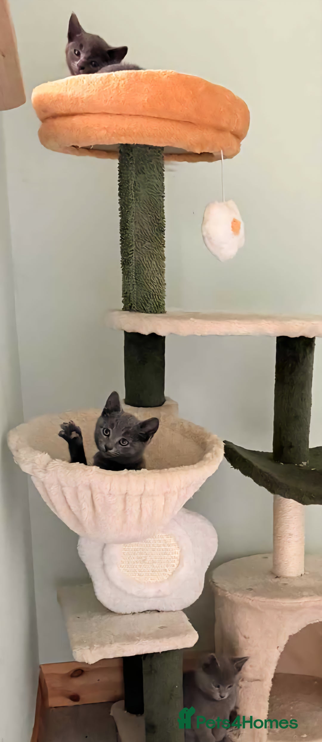 Russian Blue cats for sale: Beautiful full Russian blue kittens  - Image 5