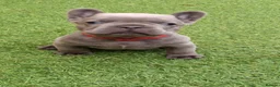 French Bulldog dogs for sale: French bulldog  - Advert 5