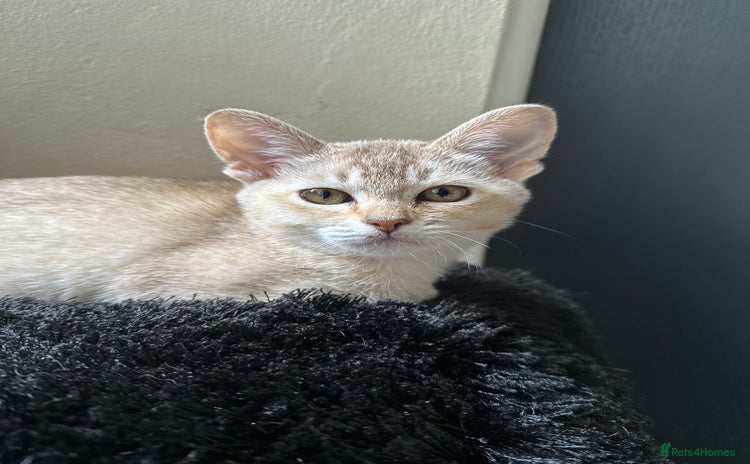 Burmilla cats - Advert 1