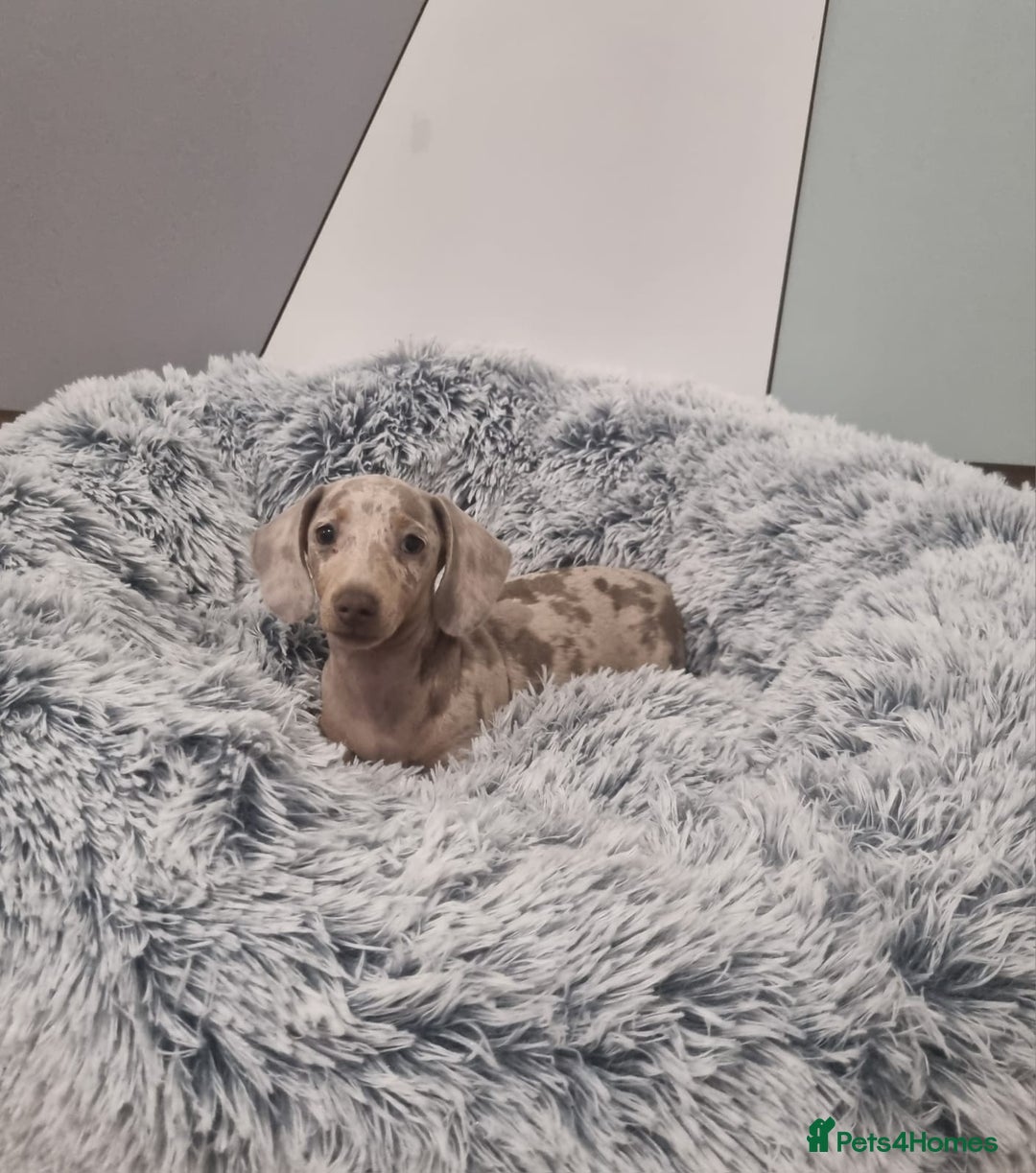 Dachshund dogs for sale: 🩷lovely Dachshund Puppy’s Ready For New homes🩷 - Advert 2