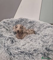 Dachshund dogs 🩷lovely Dachshund Puppy’s Ready For New homes🩷 - Advert 3