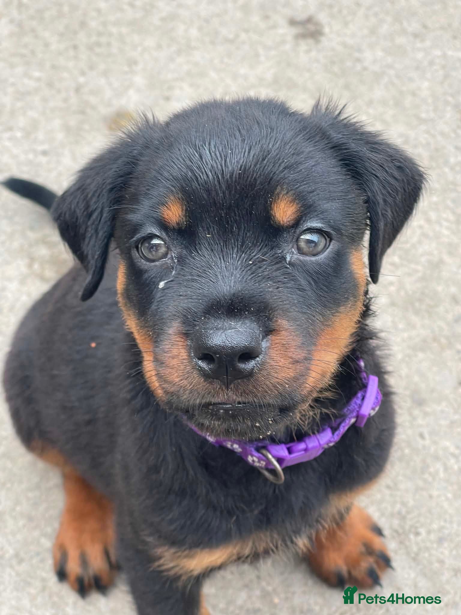 Rottweiler dogs Last available puppy - Advert 15