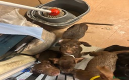 Mixed Breed dogs for sale: American pocket bully x labradoodle  - Image 4