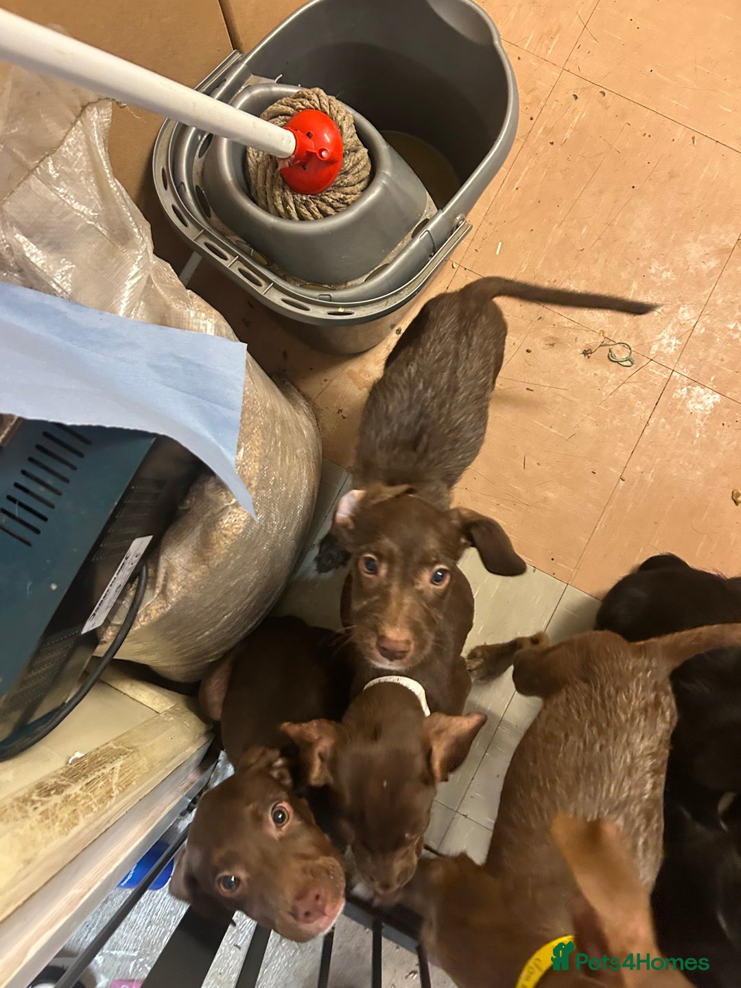 Mixed Breed dogs for sale: American pocket bully x labradoodle  - Image 4