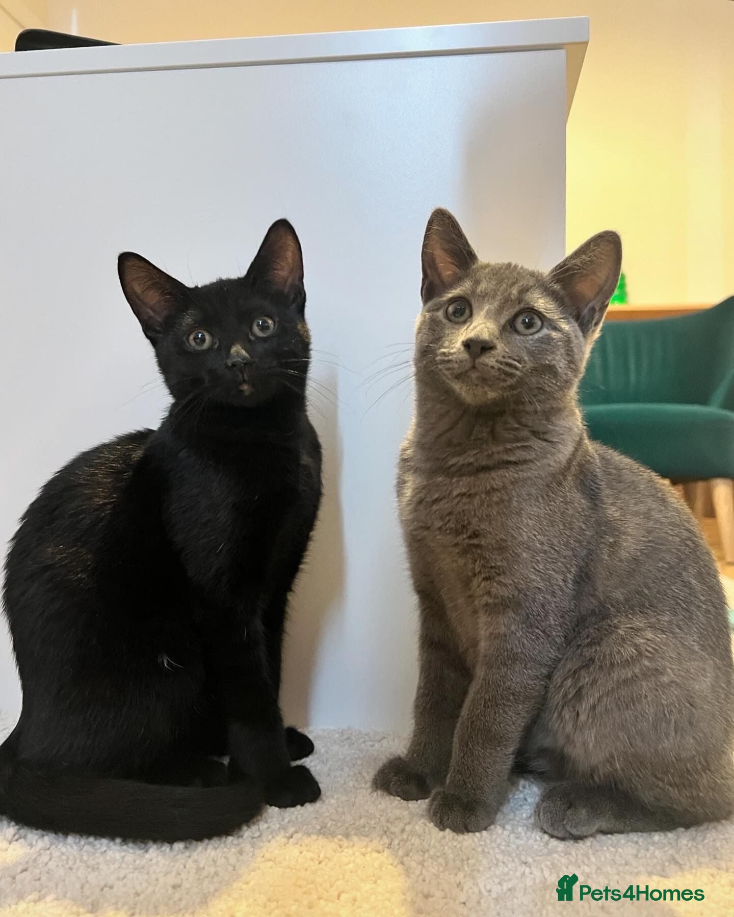 Russian Blue cats Russian Blue & British Short hair mixed cats - Advert 1