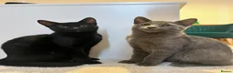 Russian Blue cats for sale: Russian Blue & British Short hair mixed cats in New Malden - Advert 1